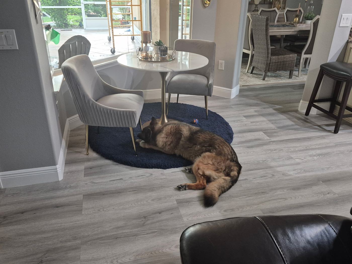 New dog guest resting in a cage-free home boarding setting in DeBary FL