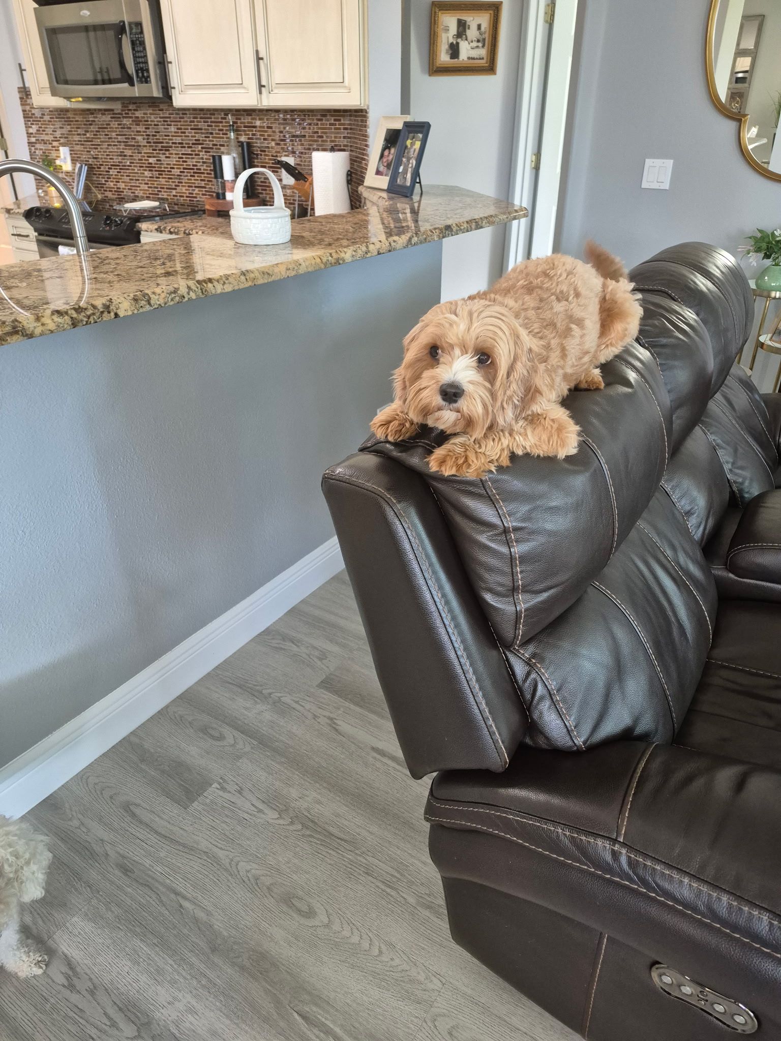 Small dog perched on the top of a couch