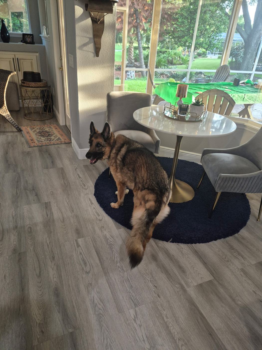 New dog guest enjoying in-home dog boarding near Orange City FL