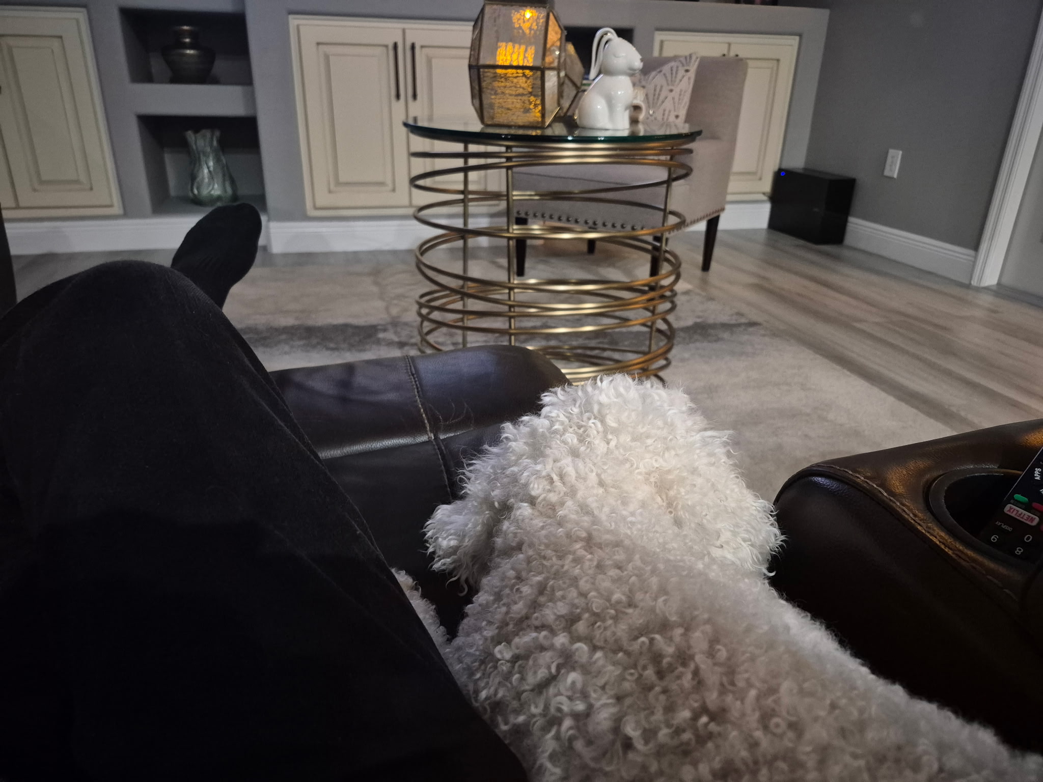 White small dog relaxing on the couch