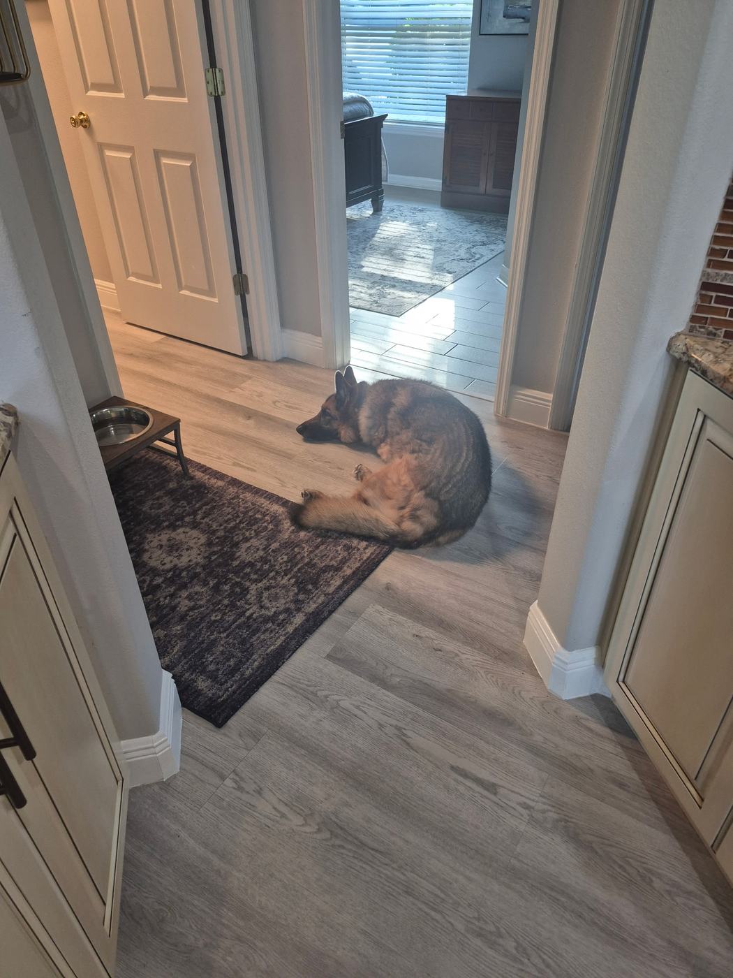 New dog guest relaxing during in-home dog boarding in DeBary FL