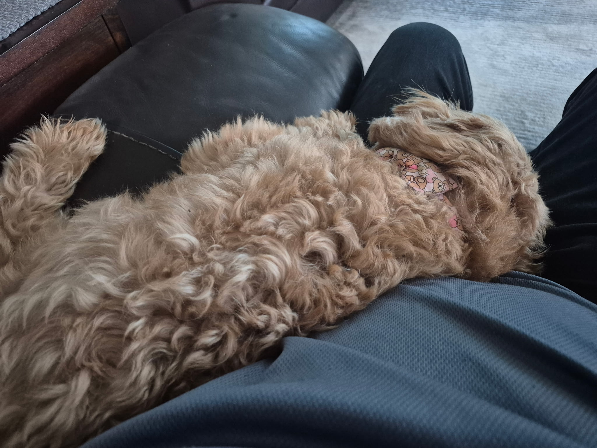 Small tan dog resting in a sitter's lap