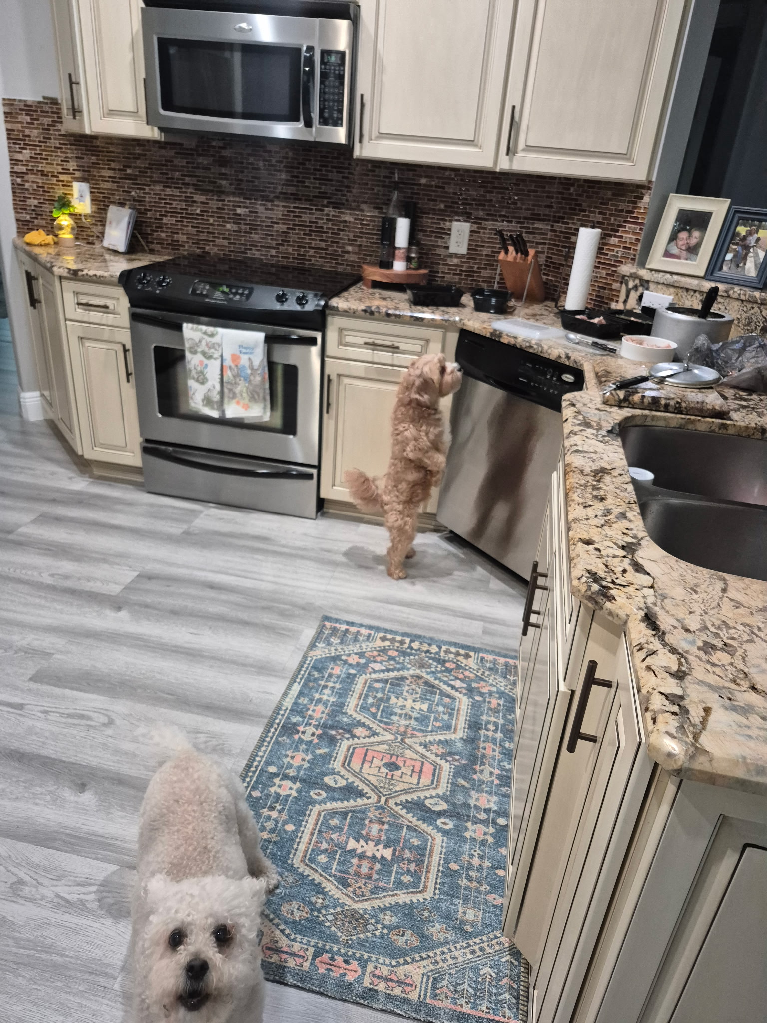 Two dogs waiting in the kitchen at meal time